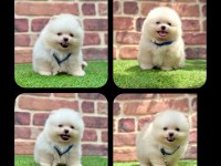 2.5 Aylık Pomeranian Boo ayı surat yavrular