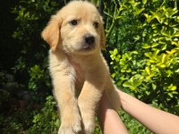 Orjinal golden retriever