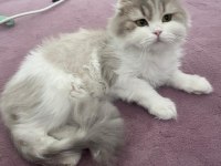Dişi british longhair kedimiz sahiplendirilecektir