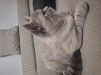 British shorthair 10 aylık erkek