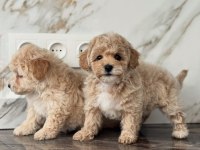 Maltipoo Bebek Surat Ultra Mini Yavrularımız