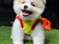 A+ pomeranian yavrular