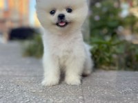 ORJİNAL POMERANİAN BOO KÖPEKLER