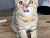 3 aylık british dişi kedi