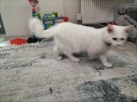 Ankara kedisi