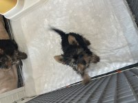 Safkan yorkshire terrier teslime hazır