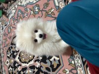 Pomeranian Boo Erkek