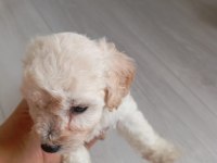2 aylık maltipoo kaliteli yavru