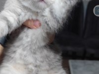 British shorthair kedimiz