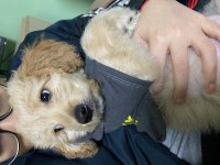 Poodle ve golden karışımı goldendoodle bebeğimiz