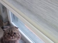 Yuva ilanı scottish fold 5 yaşında