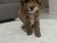 MİNİK POODLE OĞLUM