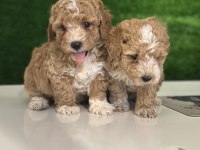 Üst kalite maltipoo
