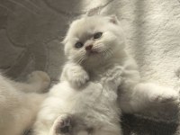 Scottish fold yavrular a kalite