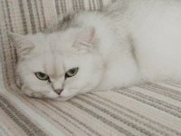 Ücretsiz Sahiplendirme 15 Aylık British Shorthair