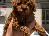 Toy Poodle Köpeği