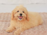 DİŞİ MALTİPOO YAVRUMUZ YENİ YUVASINI ARIYOR