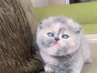 Top Kafa Scottish Fold Kızımıza Yeni Yuva