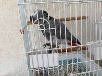 Konuşan Jako Papağanı Ele Alışık Uysal