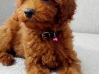 Tarçın rengi poodle erkek