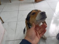 ÜCRETSİZ JACK RUSSELL
