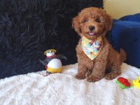 Yakışıklı Poodle Prens