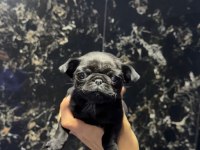 SAFKAN PUG BEBEKLER - IRK VE SAĞLIK GARANTİLİ - BELGELİ