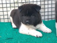 Orjinal amerikan akita yavrular