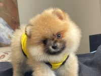 Anne altından pomeranian boo yavrularımız