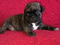 Egzotik Renk Pug Mops