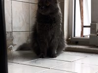 British longhair 4 yaşında