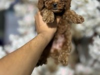A kalite ırk sağlık garantili Maltipoo yavruları