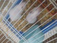 Beyaz hamsterler