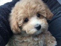 Enerjik Maltipoo Bebekler