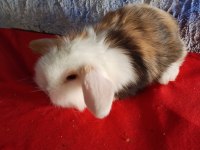 Teddy lop tavşan yavrular mavi göz