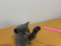 British shorthair 2 aylık erkek kedimiz