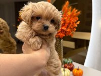 Korean Maltipoo Yavru