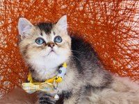 British shorthair black golden yavru