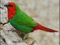 Parrot İspinozu
