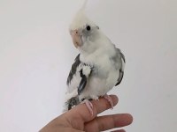 White Face Konuşan Erkek Sultan Papağanı