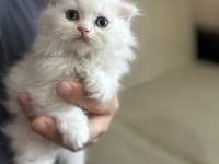 45 günlük scottish fold bebekler