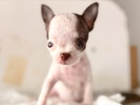 XS TEACUP ORJİNAL CHİHUAHUA BEBEKLER