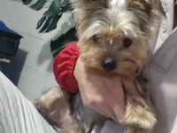 Terrier (Yorkshire)