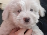 sahiplendirme maltese köpeğimiz