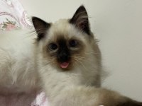 4 aylık yavru ragdoll kediler