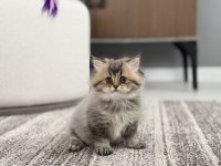 British longhair