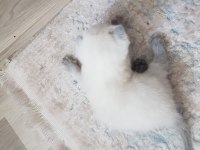 Yavru scottish fold