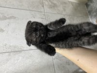 Scottish fold yavrular