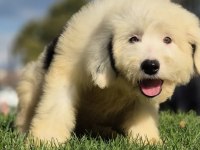 English sheepdog ( BOBTAIL) yavrularimiz