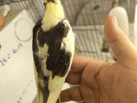 Sultan Papağanı Yavruları 2 Aylık